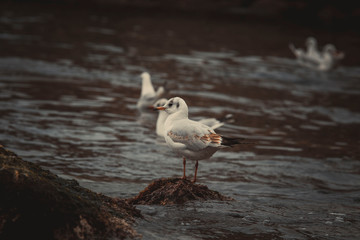 Möwe