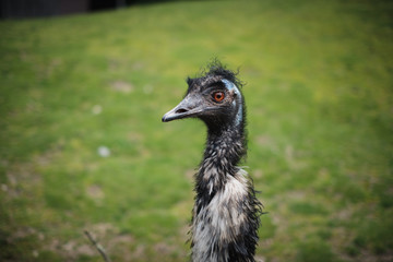 Laufvogel Porträt, Emu