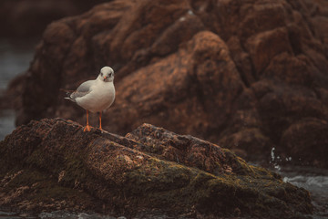Möwe