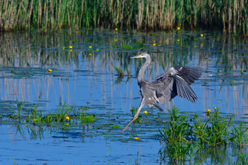 Graureiher (Ardea cinerea) bei der Jagd	