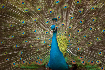 Obraz premium The beauty of the peacock tail 