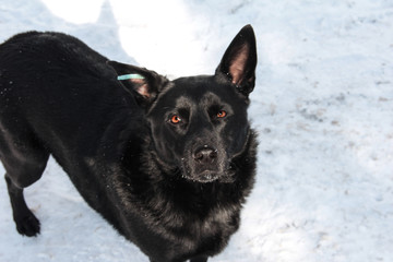Black sterilized dog in the snow. Stray dog.