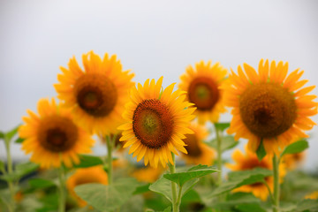 Fototapeta premium Sunflowers on a farm, China