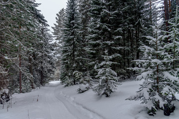 road in winter forest