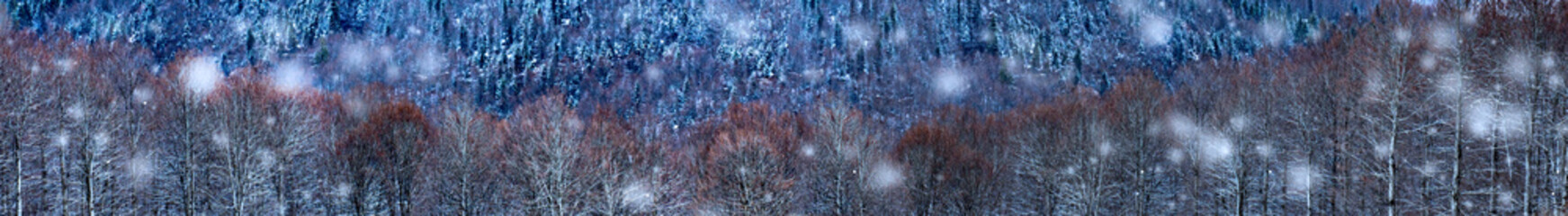 Horizontal nature banner. Winter nature background.