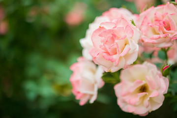 Beautiful colorful pink roses flower in the garden