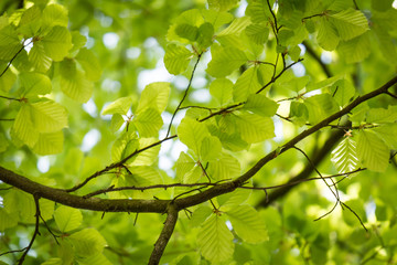 Fresh green leaves during early spring