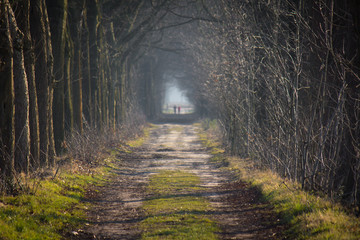 Hiking trail with 2 people in the distance in the woodlands near the abbey of Westmalle (Antwerp, Belgium)