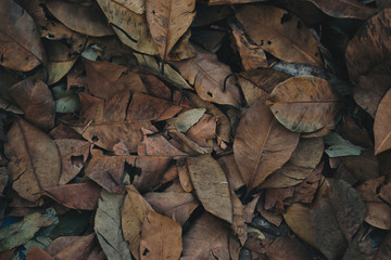 Leaves that are turning into fertilizer