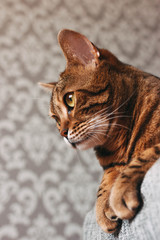 Naklejka na ściany i meble bengal cat mestizo lying, hanging legs, look to the side, close-up