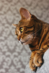 bengal cat mestizo lying, hanging legs, look to the side, close-up