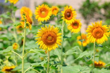 Sunflower flowers in a plantation