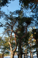 pine forest crooked trunks in a winter sunny day