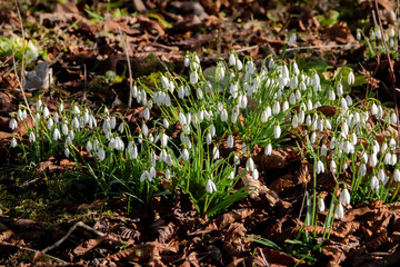 Schneeglöckchen Boden deckend im Wald