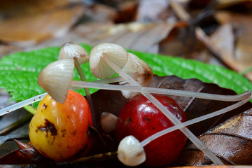 Tiny Pinkedge Bonnet mushrooms and wild cherries