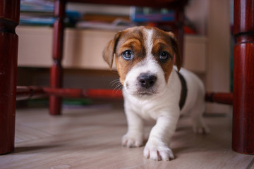 Curious, happy puppy dog jack russell terrier breed, isolated on a colorful blured background