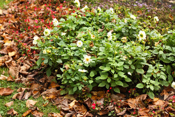 green flowerbed with white flowers in the middle of the Park close-up
