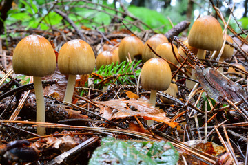 Big group of Glistening Inkcap mushrooms