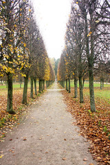 Naklejka premium Alley in the Park surrounded by trees in autumn. Colorful nature colors, vertical photo