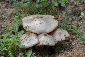 white and brown mushrooms growing wild