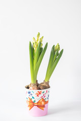 Decorative hyacinth in a colorful pot on a white background