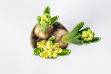 Yellow  hyacinth flowers on a white   backdrop. Top view.