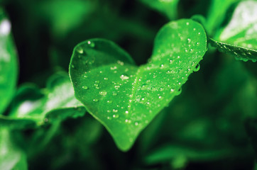 Drops of water on green leaves of seedlings of young pepper grown in a greenhouse, background texture