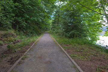 Fototapeta premium path in the forest