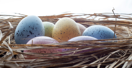 eggs in nest