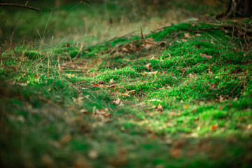 Green moss in the woods