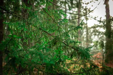 Green Swedish wood with firs