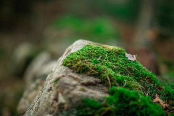 green moss on a stone in the woods in macro effect