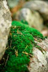 green moss on a stone in the woods in macro effect