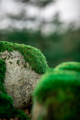 green moss on a stone in the woods in macro effect