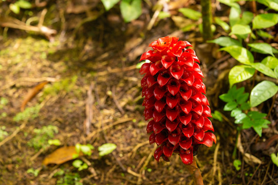 Red flower of Tapeinochilos ananassae