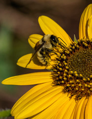 Bee pollinating a flower in Arvada, Colorado