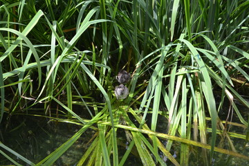 Plants on the water and the bird in it.