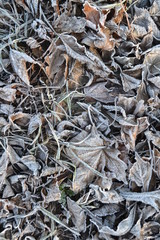  Dry leaves of trees in hoarfrost on the ground