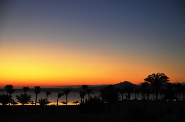 sunset, palm trees, sea