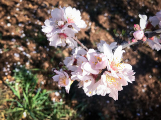 Beautiful almonds blossoms