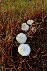 Mushrooms in Red Grass