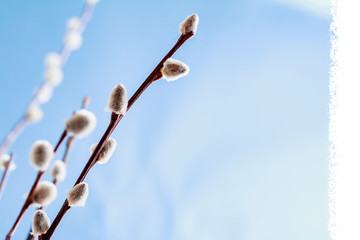 willow branches against the blue sky