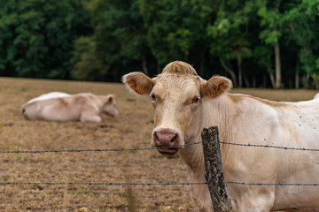 Vache beige claire avec une étiquettes d'oreille devant la clôture barbelée © Olivier Piéton