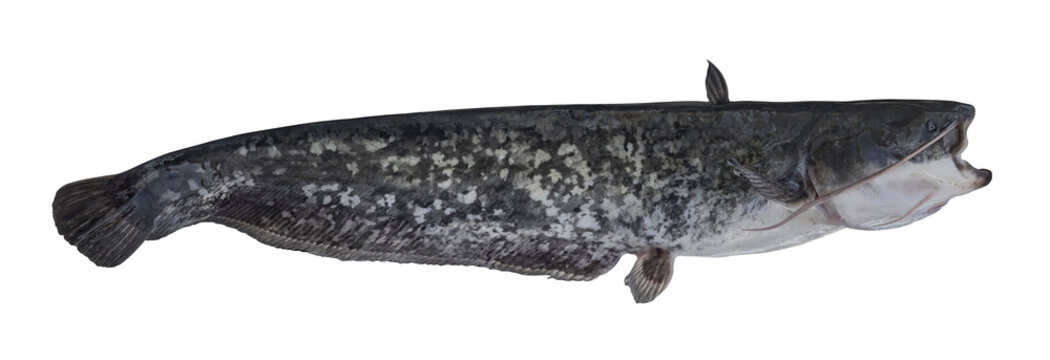 River catfish. Alive fresh fish isolated on white background