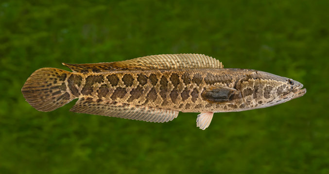 Snakehead fishing. Alive snake fish isolated on natural green blurred background