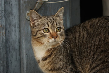 Fototapeta na wymiar Striped cat on blue door