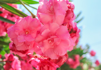 Pink oleander flowers close-up. Mediterranean flora.