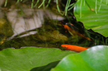 Goldfischteich