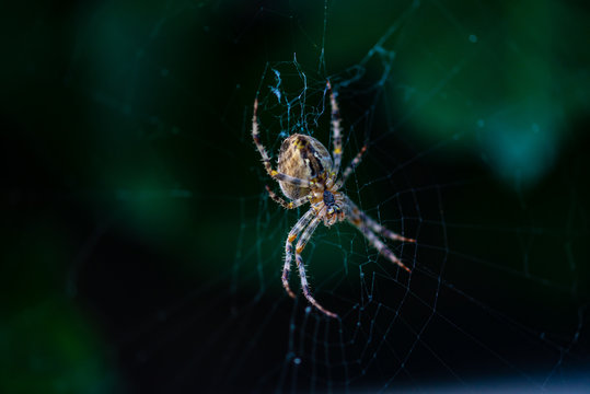Araignée commune sur sa toile, vue sur le ventre en gros plan