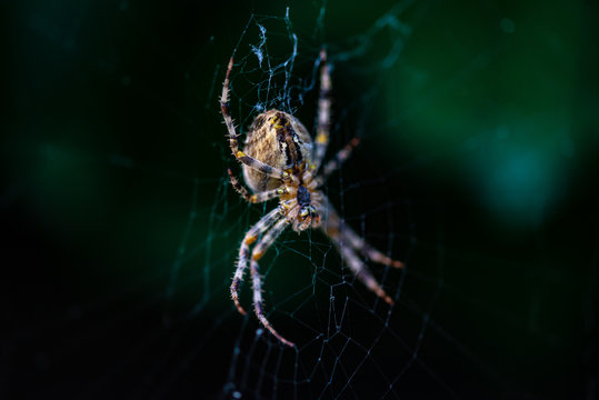 Macro de l'araignée commune sur sa toile, vue sur le ventre